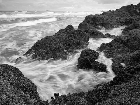 America, ecology, ecosystem, environment, environmentalism, nature, North America, ocean, Oregon, scenery, sea, Seal Rock State...