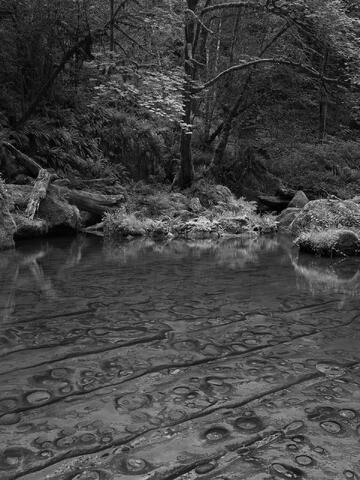 North America, United States of America, America, U.S., United States, US, USA, Oregon, East Fork Coquille River, ecology, ecosystem...
